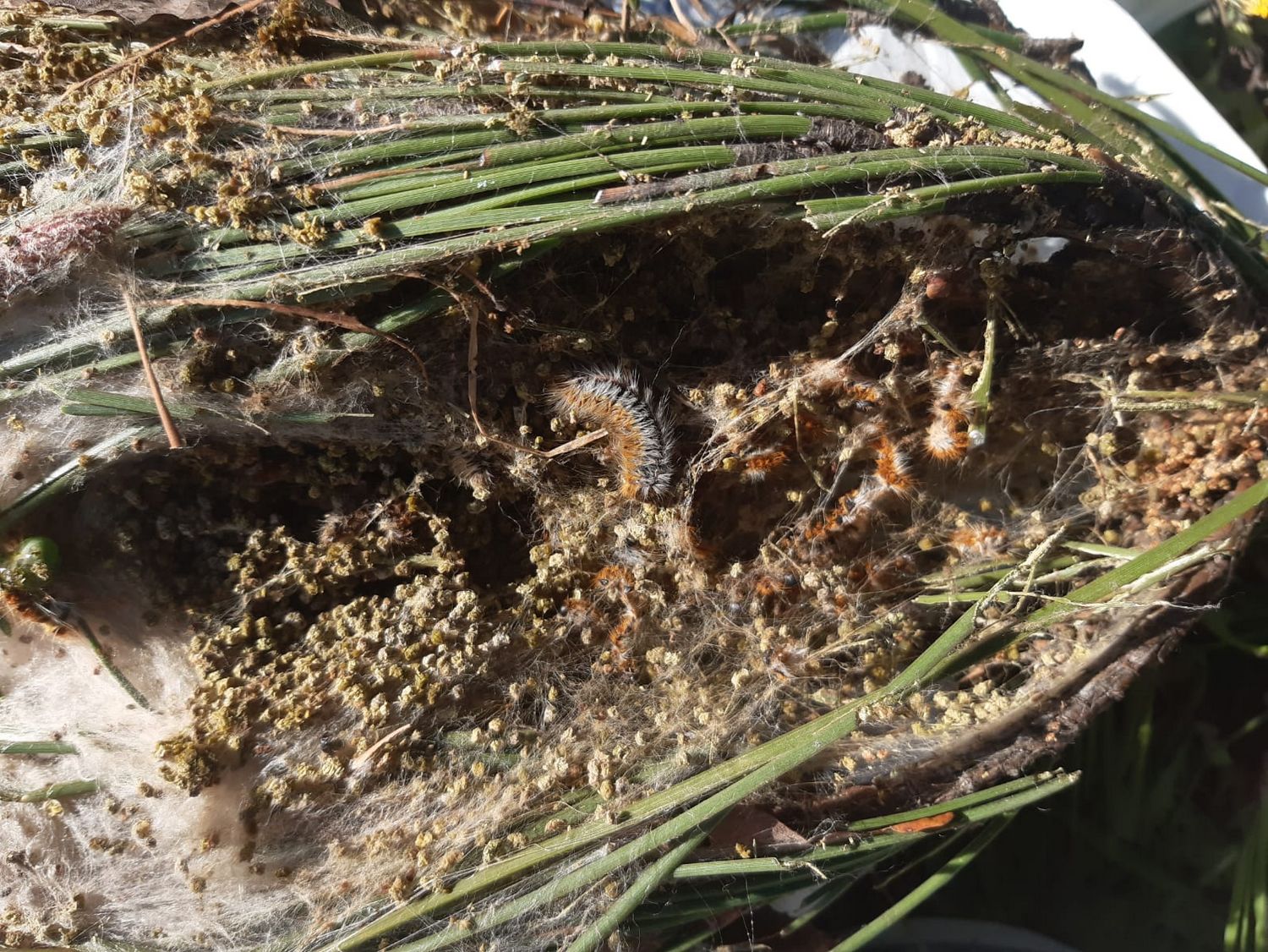 Larve de chenille processionnaire — free download